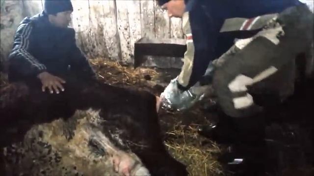 Отел коровы при тазовом предлежании смотреть онлайн