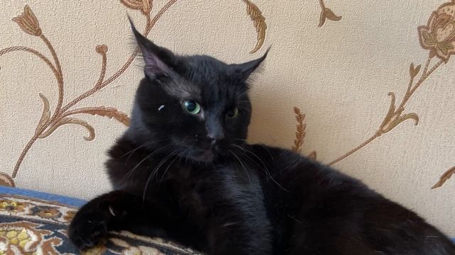 Кот охраняющий сон смотреть онлайн