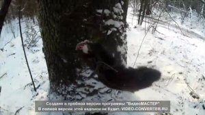 Всё про охоту у Михалыча 59. Проверка капканов на куницу.