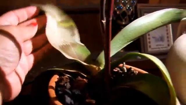 Salvaged Orchid! смотреть онлайн