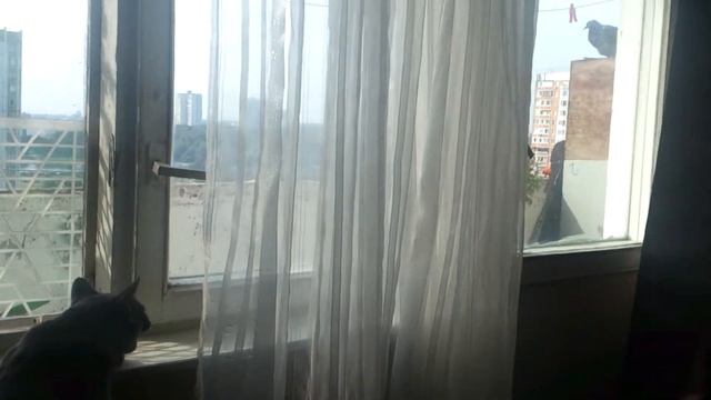 Кошка говорит по-голубиному. смотреть онлайн