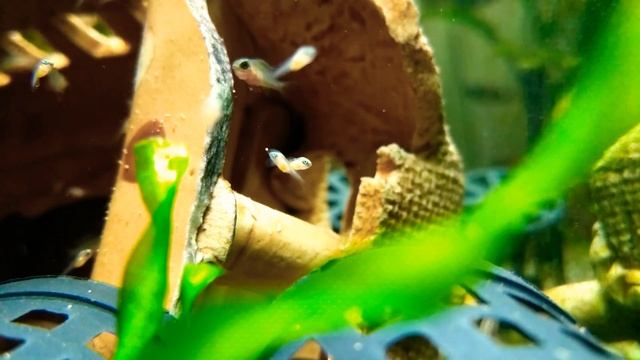 Принцесса Гелиантус. Детский сад. Три группы в одной. смотреть онлайн