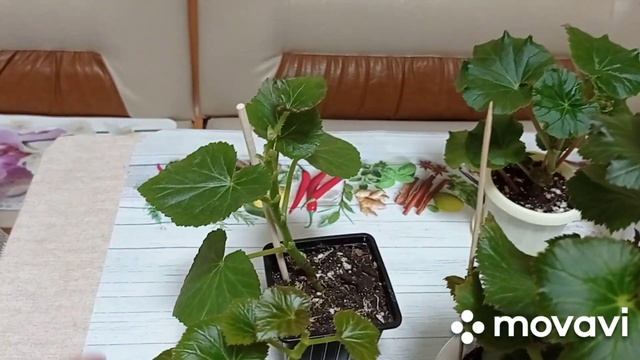 Комнатные цветы. Бегонии Элатиор цветут. смотреть онлайн
