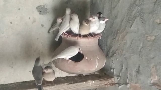 Java sparrow Colony information in Urdu and Hindi l Java Sparrow Fancy Birds l Finches l Dove смотреть онлайн