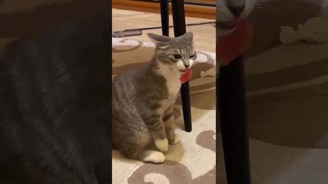 Кот рыбак, не выходя из дома ))) смотреть онлайн