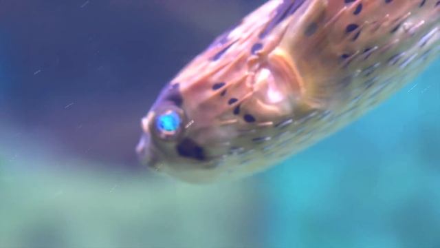 Life of the Ocean 8K ULTRA HD - 500 Marine Species with Relaxing Music and Ocean Sounds смотреть онлайн