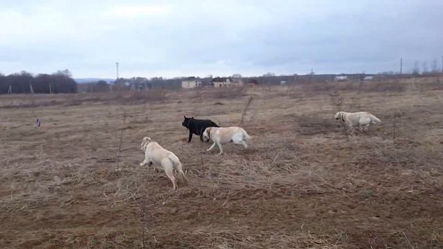 Банда питомника Прадера Касадорес - 12.04.2017 смотреть онлайн