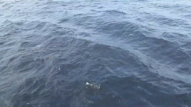 т/х Чичерин/ Ладожское озеро/часть 2 смотреть онлайн