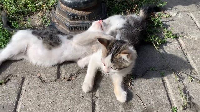 Hyperactive kittens playing wrestling game смотреть онлайн