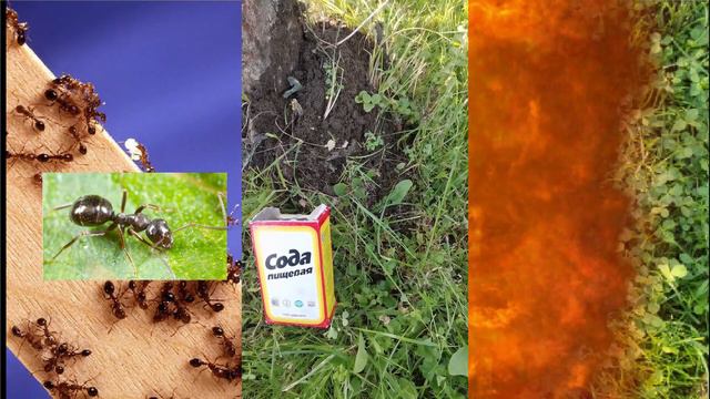 Цветочные ароматы