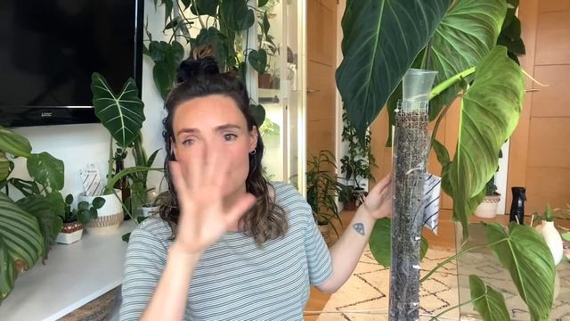 How I Grew My Philodendron Splendid HUGE In Just 9 Months 🌿 Philodendron Splendid Tips + Tricks