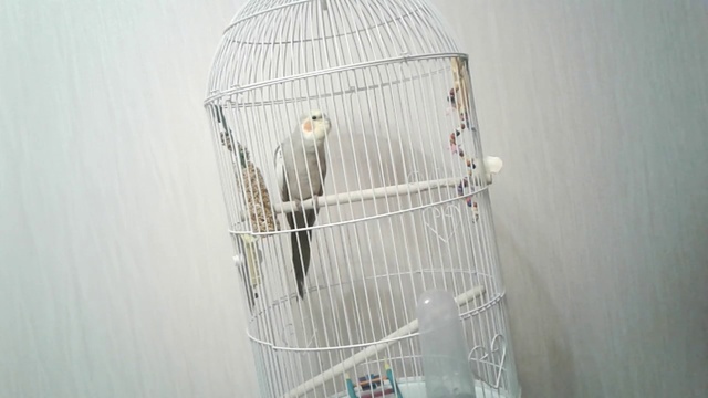 Попугай Поли смотреть онлайн