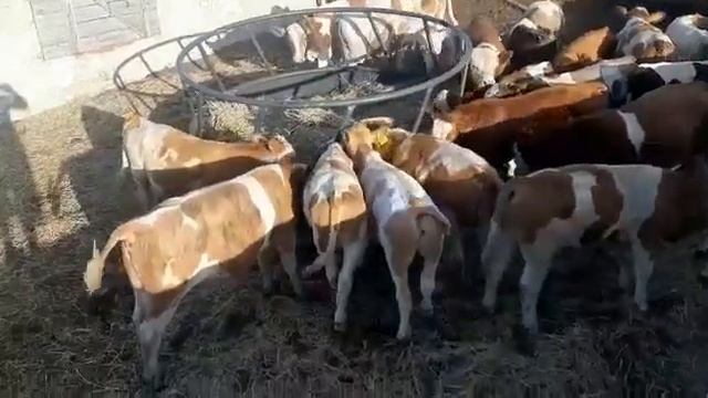 Бычки симменталы смотреть онлайн