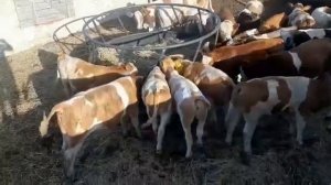 Бычки симменталы