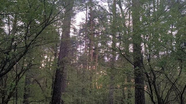 Но на ресничках капельки дрожали,когда с ним кто- то говорить хотел.