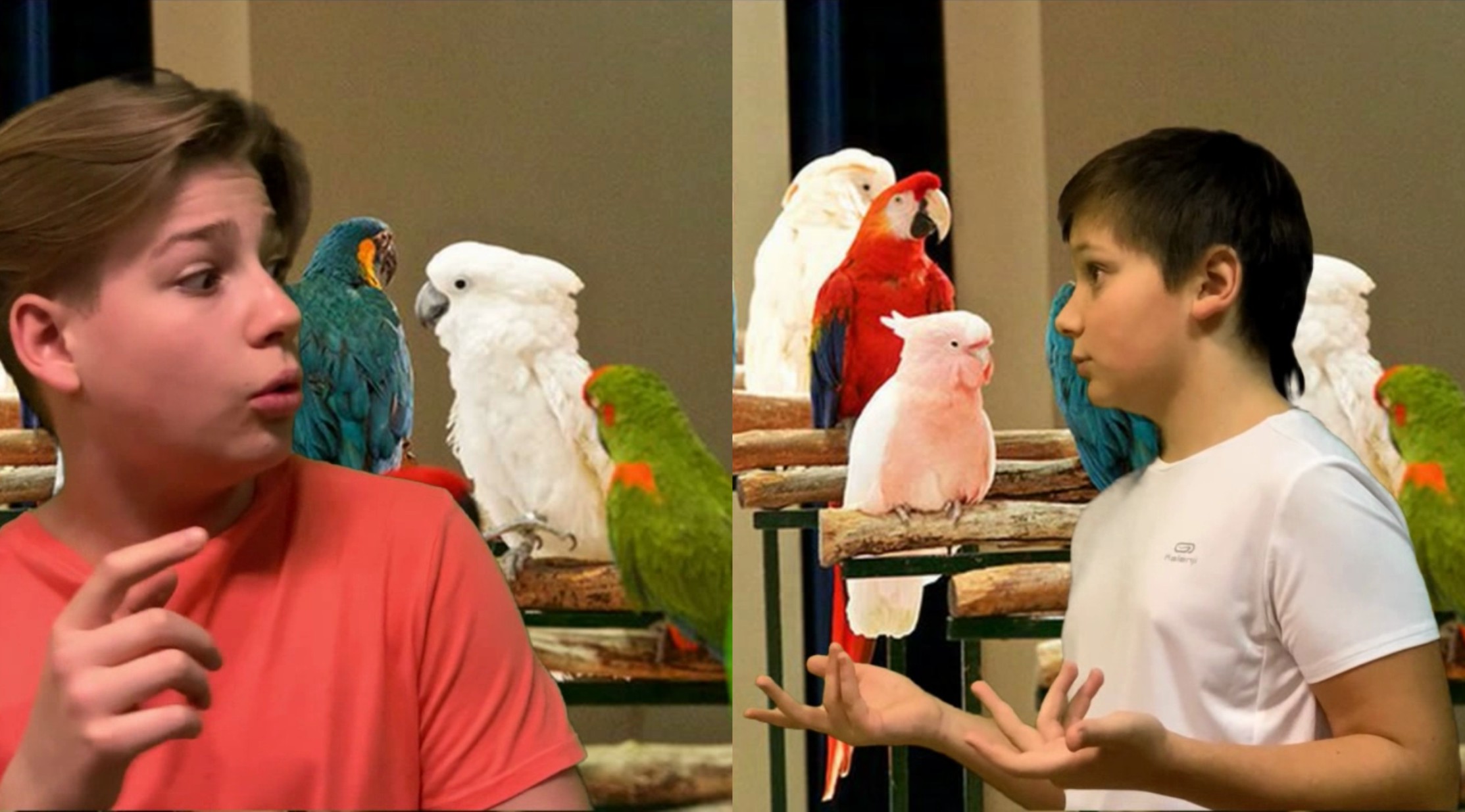 В ЗООМАГАЗИНЕ /смешное видео /анекдот /юмор смотреть онлайн