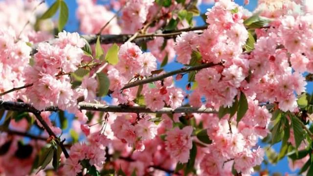 Весна и Любовь смотреть онлайн