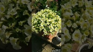 Петунии серии Изи Вейв и Шок Вейв. Восточный Крым. Сезон 2022г.