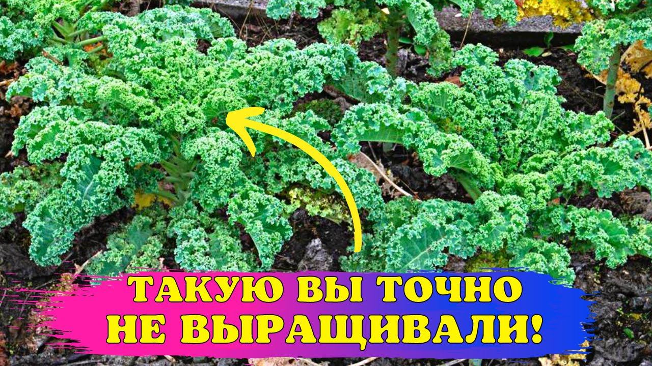 ОТКАЗАЛАСЬ от БЕЛОКОЧАННОЙ! Сею НЕОБЫЧНЫЕ виды капусты! смотреть онлайн