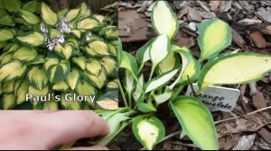 Хосты в саду: обзор 15 сортов хосты категории M (средние хосты) - часть 2