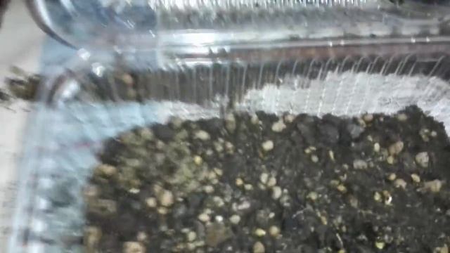 Подсветка рассады, растений, сравнение фитоламп и ламп дневного света смотреть онлайн