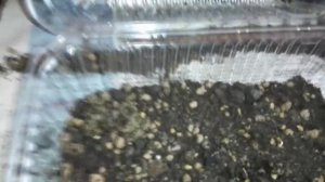 Подсветка рассады, растений, сравнение фитоламп и ламп дневного света