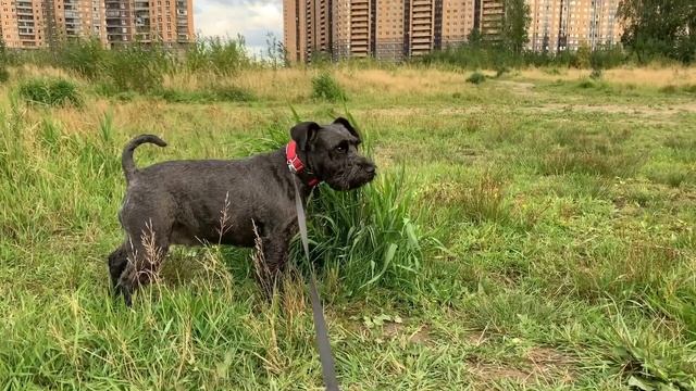 Цвергшнауцер . Почему? Why Did You Choose A Schnauzer?