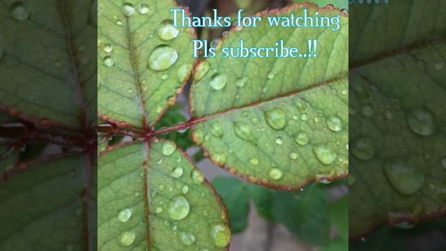 Flower Pics#dew Drops#nature Photography