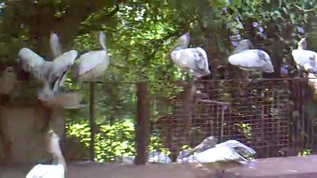 Zoo in Colombo, Sri-Lanka смотреть онлайн