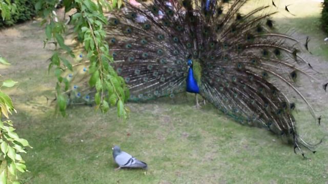 Stay out of my territory ! Peacock Vs Pigeon смотреть онлайн