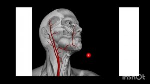 Общая сонная артерия