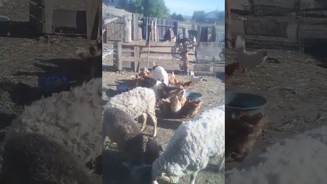 овцы козы куры кушают вместе смотреть онлайн