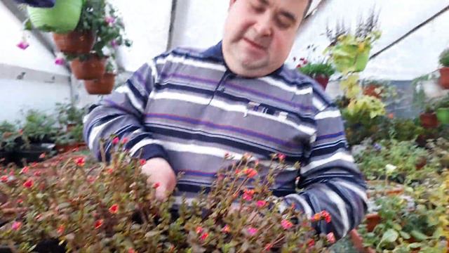 Портулак ампельный вегетативный в НОЯБРЕ !!!