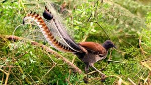 ПТИЦА ЛИРОХВОСТ | Создаёт удивительные звуки. Пол часа удивительного пения.