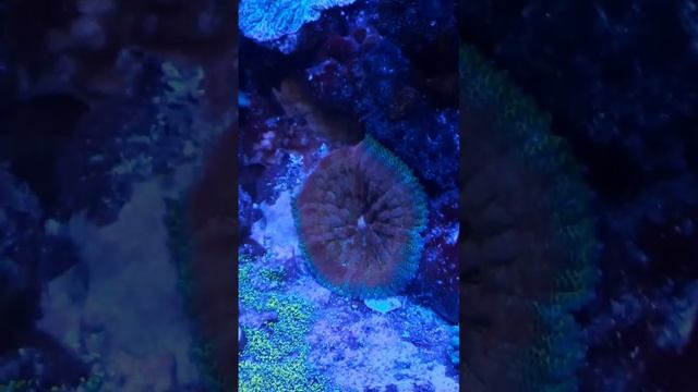 Закат ) #reef #reef2reef #reeftank #морскойаквариум #риф #море #animals смотреть онлайн