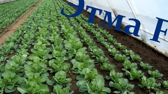Выращивание капусты в теплице. "Growing cabbage in a greenhouse". смотреть онлайн