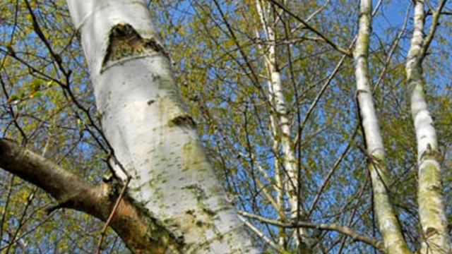 Pagiphora annulata stridulation in Košutnjak смотреть онлайн