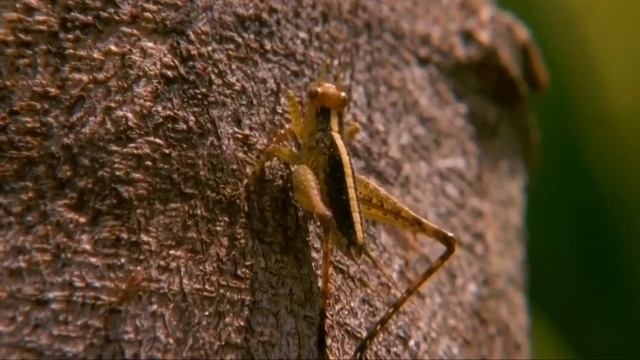 5 причин Не заводить хамелеона - Хозяин Лев смотреть онлайн