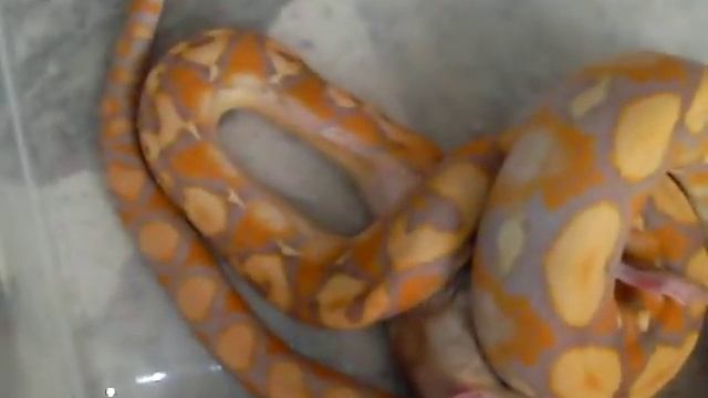 Python Reticulated (Python Reticulatus) Albino Purple!! смотреть онлайн