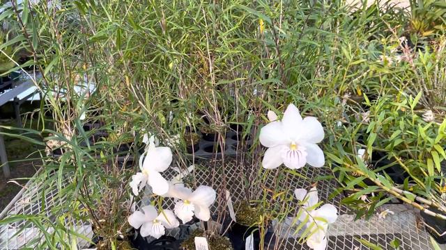 OrchidWeb - Dendrobium papilio смотреть онлайн