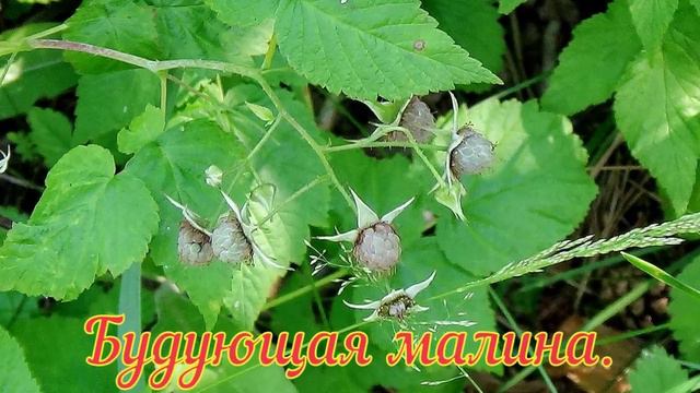 Деревенский лес. смотреть онлайн