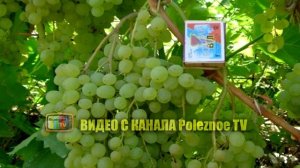 РУСБОЛ СОРТ ВИНОГРАДА ОБЗОР