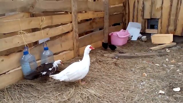 Деревенский прикол.Как загнать цыплят домой. смотреть онлайн