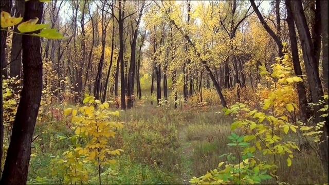 Ты Сибирь моя Сибирь