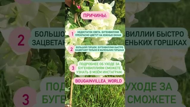 Почему бугенвиллия не цветёт?? Больше интересного в инстаграм: Bougainvillea_world смотреть онлайн
