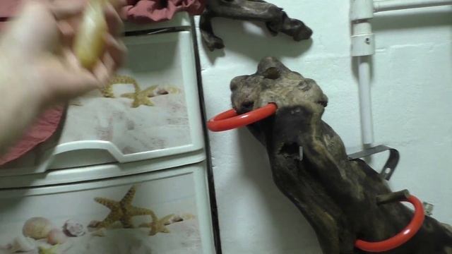 Корнепластика//root plastics смотреть онлайн