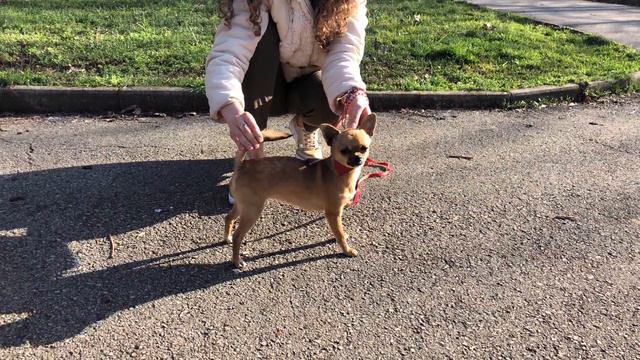 chihua смотреть онлайн