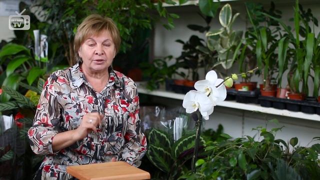 Севооборот в огороде ? Что после чего можно сажать? ➡ Советы садоводам от hitsadTV смотреть онлайн