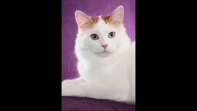 ARMENIAN VAN CAT ՎԱՆԱԿԱՏՈԻ ВАНСКАЯ КОШКА смотреть онлайн