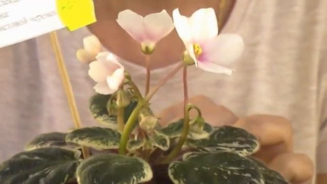 ДФ.Презентация сортов Валентины Зуб (8.10.2022) смотреть онлайн